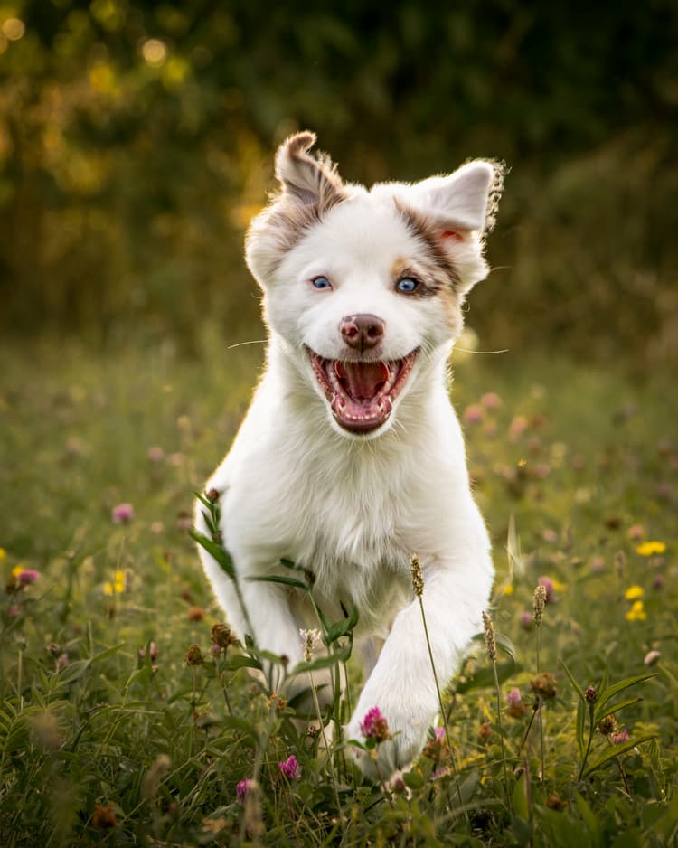 A dog running in a field