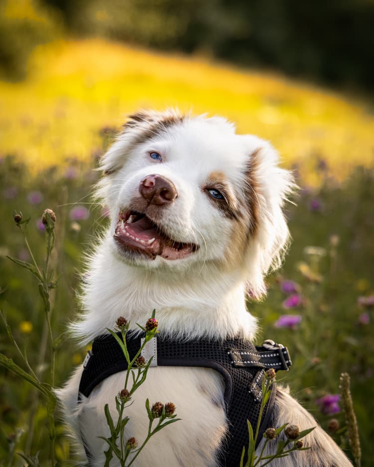 A dog standing in a field