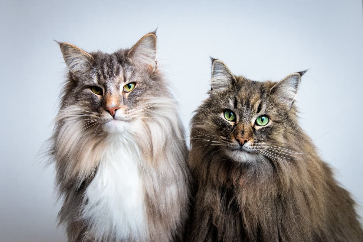 Two cats posing in a studio