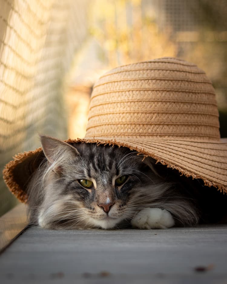 A cat wearing a hat
