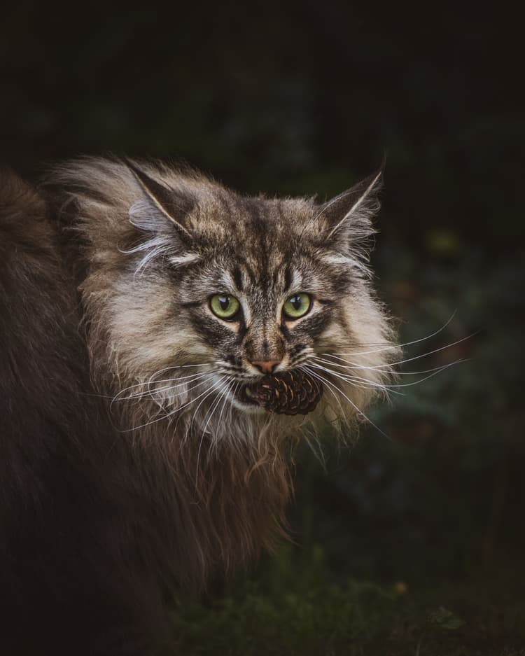 A cat holding a pine cone in his mouth.